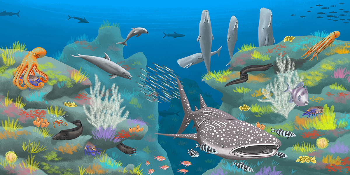 La mer des Açores, magazine Wapiti - mathilde laurent - illustrateurs/rices